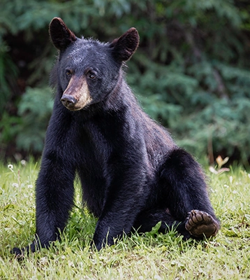 A black bear sitting on the grass