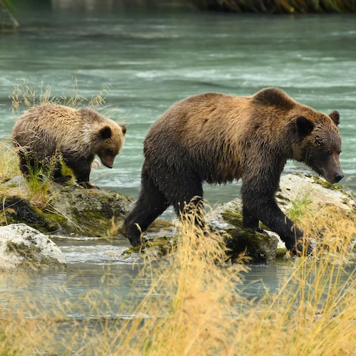 A mother grizzly bear with her cub