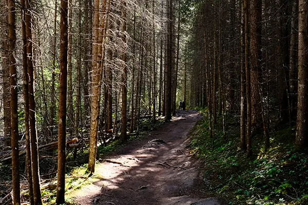 A forest trail leading to the falls